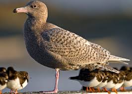 Image result for Glinus hirtus