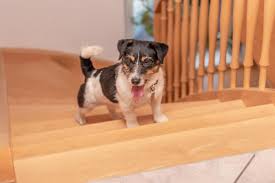 Your dog may be afraid of the surface material of the stairs in your home. My Dog Is Afraid Of Stairs Causes And Solutions