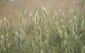 Image result for Vepris rogersii