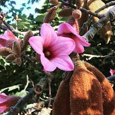 Image result for Brachychiton discolor