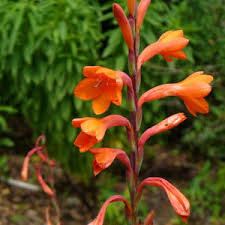 Image result for Watsonia borbonica