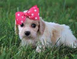 Cavachon puppies are full of life and if they have been well enough socialised when they were still with their mothers and litter mates, they are generally confident, outgoing dogs. Cavapoos And Mini Cavapoos Cavoodles For Sale