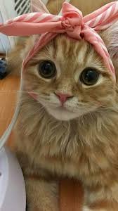 Once Again Human You Have Humiliated Me Time For A Hairball Surprise Witzige Katzenfotos Katzenbabys Susse Katzen