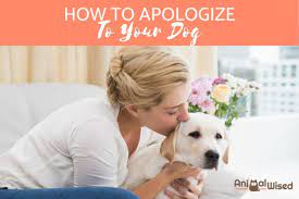 How To Apologize To Your Dog The Best Approach