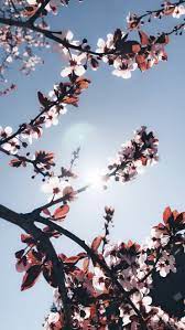 Amazing Iphone Wallpapers Pinterest Iphone Wallpaper Hd Stars Flowers Photography Wallpaper Landscape Wallpaper Nature Wallpaper