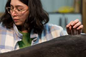 Integrating ancient art and modern science: Acupuncture in veterinary  education