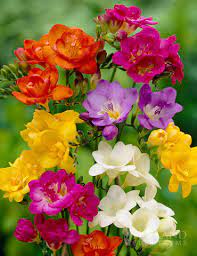 Mixed Freesia Value Bag Holland Bulb Farms 78134