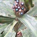 Image result for Pollia condensata