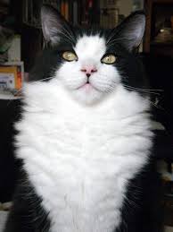 Black And White Tuxedo Cat Long Hair Imperial Rags Ragamuffin Kittens Ragamuffin Cats Past Litters Russian Blue Cat Russian Blue Blue Cats