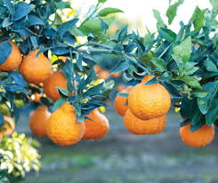 Mandarins are known for their in the united states, the sumo citrus season is in late winter through until spring. The Fresh Market Never Judge A Fruit By Its Skin Lumpy Bumpy Sumo Citrus Was Developed In Japan But This Unique Mandarin Hybrid Has Only Been Available In The Us