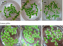 Image result for Lemna gibba