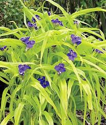 Here are some plant suggestions for the brightest spots in your garden. Zone 7 Sun Perennials Perennials Sun Perennials Flowers
