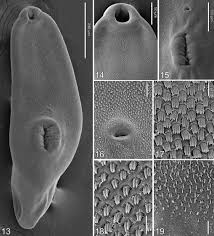 Image result for Dignathia