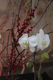 Image result for Orchidaceae