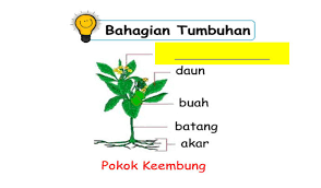 Latih tubi ini mengandungi 25 soalan. Tumbuhan Sains Tahun 1 Uum Science Quiz Quizizz