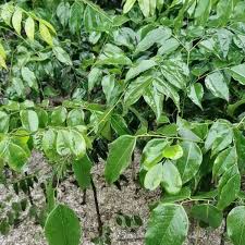 Image result for Erythrophleum