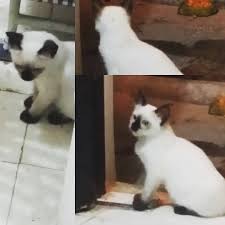 My Ant S Beautiful Cat In 2020 Cats Beautiful Cat Panda Bear