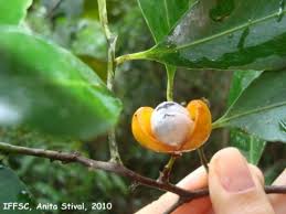 Image result for Maytenus