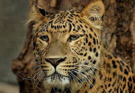 6 Critically Endangered Animals Under Threat Of Extinction Due To Human Activity Leopard Pictures Animals Wild Wild Cats