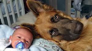 Walsh uses hypoallergenic baby wipes to clean her dogs. German Shepherd Protects Babies And Kids Compilation Youtube