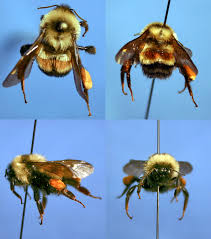 Image result for Buchnera affinis