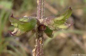 Image result for Ocimum filamentosum