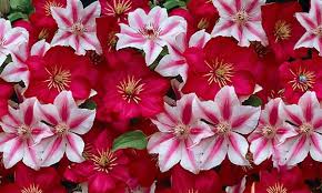 We did not find results for: Set Mit 4 Clematis Pflanzen Groupon Goods