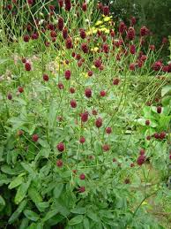 grote pimpernel sanguisorba officinalis mijntuin org graines de fleurs fleurs terrasse types de jardin
