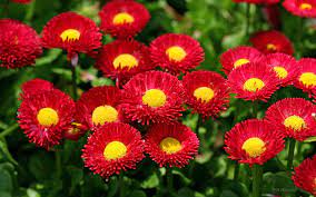 The fragrance of a flower can make you spellbound, mesmerized and hypnotized. Top 10 Most Amazing Hd Flowers Images In The World