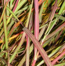 Image result for Bothriochloa bladhii