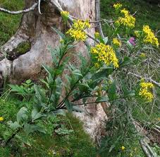 Image result for Senecio latifolius
