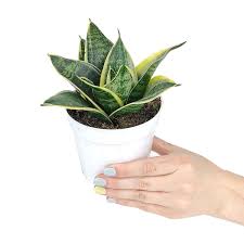 Image result for Sansevieria humiflora