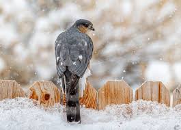 18 Magnificent Types Of Hawks And Where To Find Them