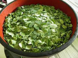 Some of the heavy hitters include: Malunggay Miracle Plant With Amazing Health Benefits Free Malaysia Today Fmt