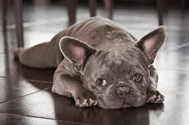 The body will adjust to the low blood cell count and continue to function normally as long as possible. What Causes Anemia In Dogs Canna Pet