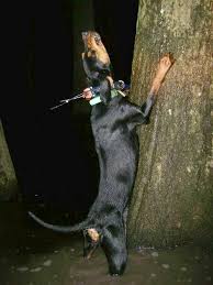 Black And Tan Coonhound For Sale In Texas Pin On Favorite Hunting