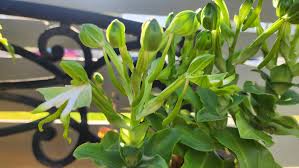 Image result for Bonatea