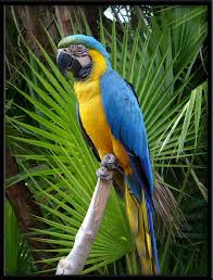 Top 10 Longest Living Animals On Earth In Order 1 Is Called Immortal Blue Macaw Animals Parrot