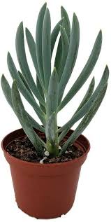 Image result for tbn:HNtrRnQBmFuaxM::www.bluechopsticks.com/img_large/800CC_0805S1015.jpg