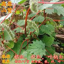 Image result for Girardinia bullosa