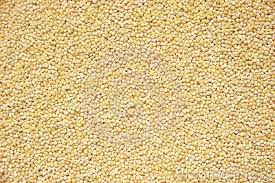 Image result for Setaria italica