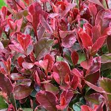 Photinia fraseri Louise Hedging & Shrubs