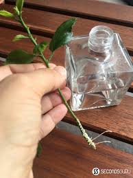 I wet the tip of my cuttings dipped it in the rooting hormone and voila! Cutting To Life How My Brown Thumb Learned To Grow Herbs And Other Plants Secondsguru