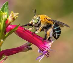 Carpenter bees have a minimal impact on overall crop pollination and are known for robbing. What Bees Eat Pollination Museum Of The Earth