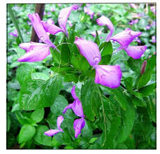 Image result for Dicliptera clinopodia