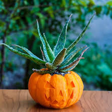 Maybe you would like to learn more about one of these? Pumpkin Planter Plant Parents And Halloween Lovers Alike Will Adore These Spooky Succulent Holders Popsugar Home Photo 31
