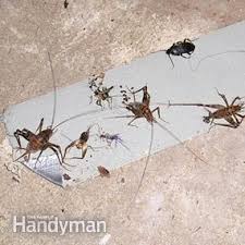 Can i do my own pest control? Do Your Own Pest Control Diy Family Handyman