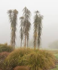 Image result for Klainedoxa