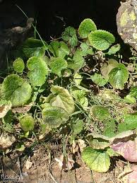 Image result for Crambe hispanica