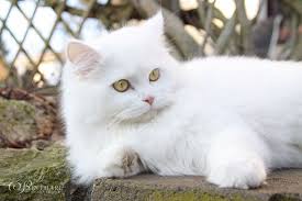 deutsch langhaarkatze vanilje katzen pfoten deutsch langhaar